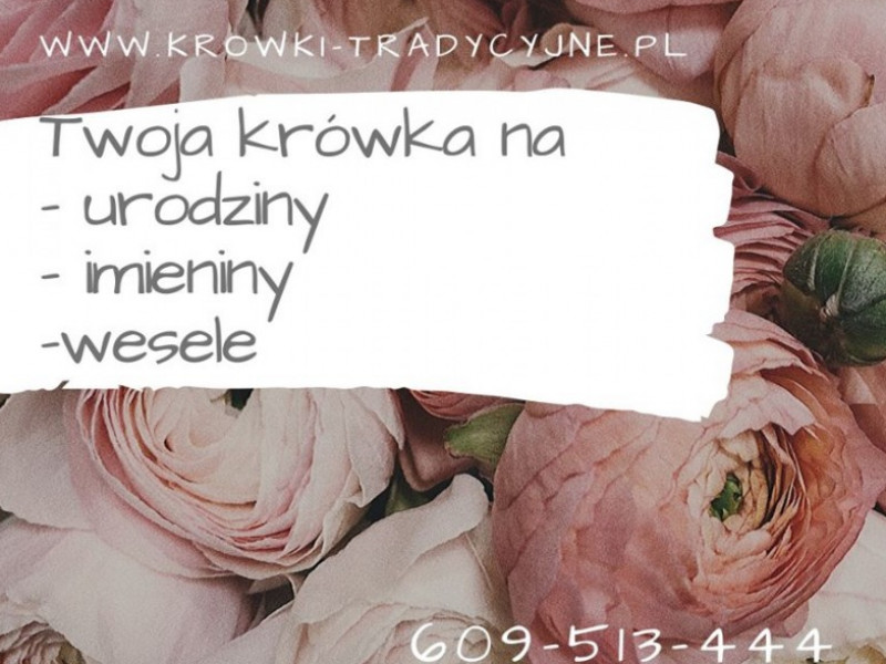 krowki-tradycyjne zdjęcie prezentacji gdzie wesele