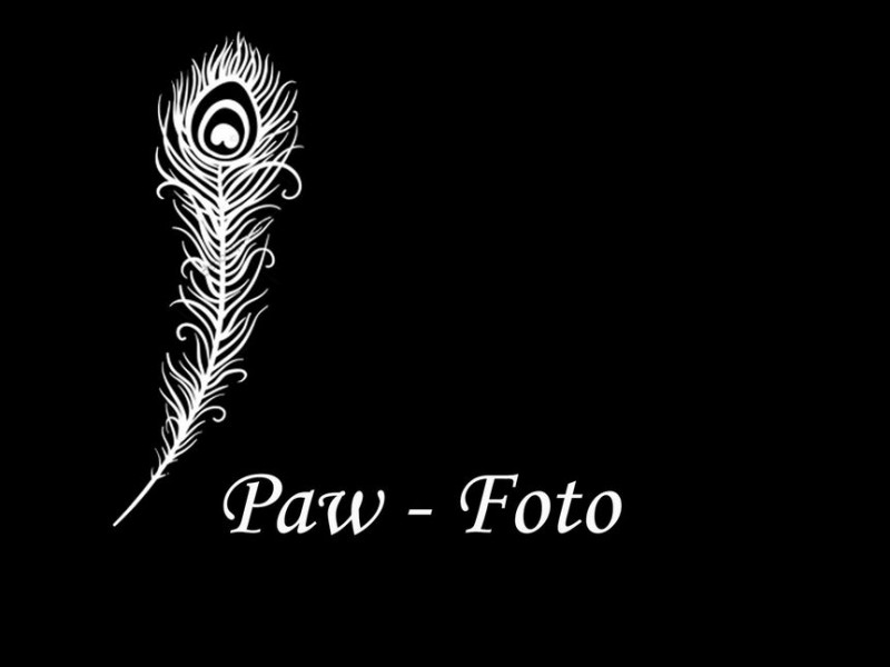 paw-foto zdjęcie prezentacji gdzie wesele